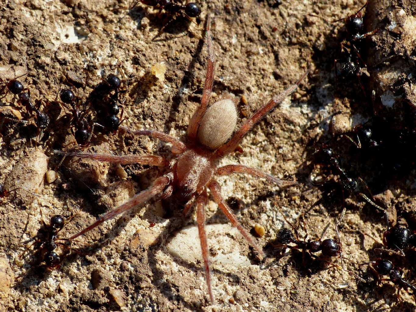 Ragni insieme a formiche Messor ibericus (Anagraphis ochracea)